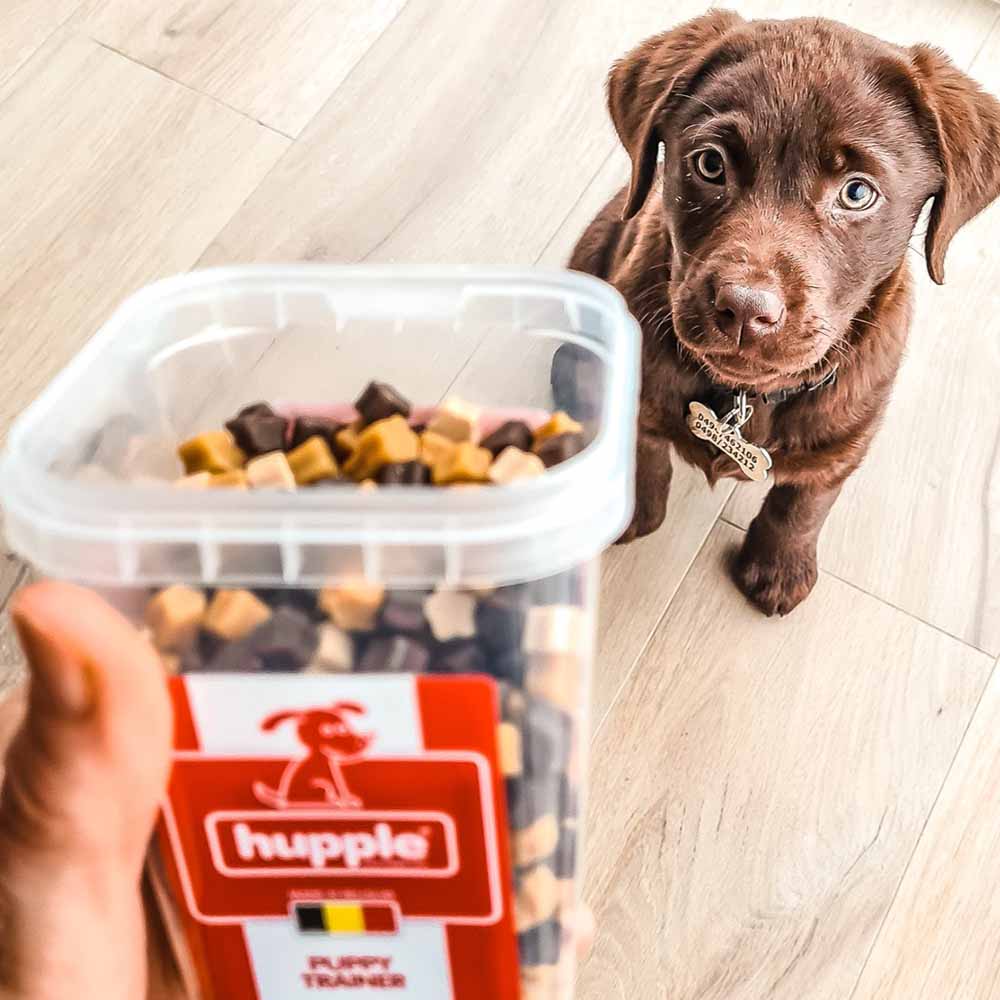 dogtreats